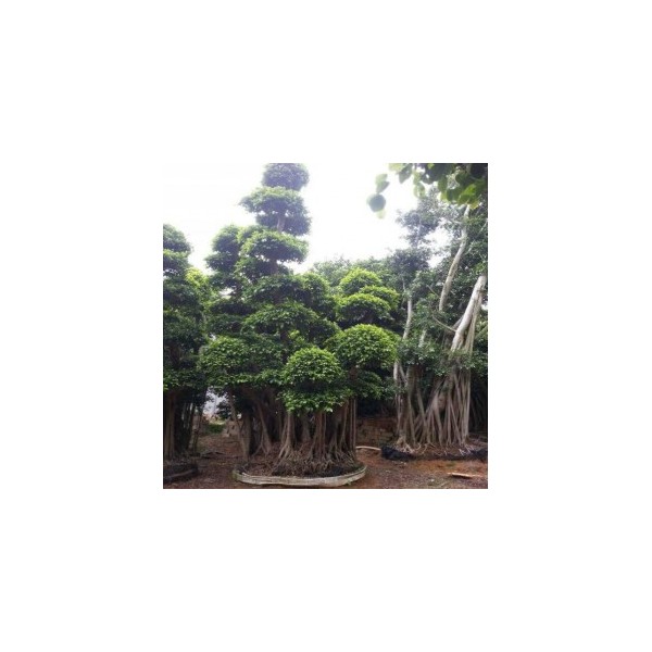 造型榕