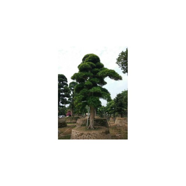 罗汉松