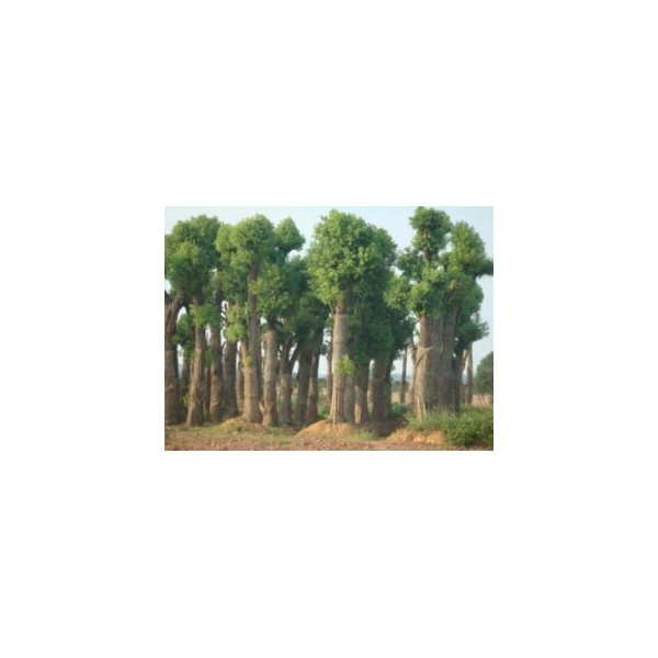 全冠移植香樟