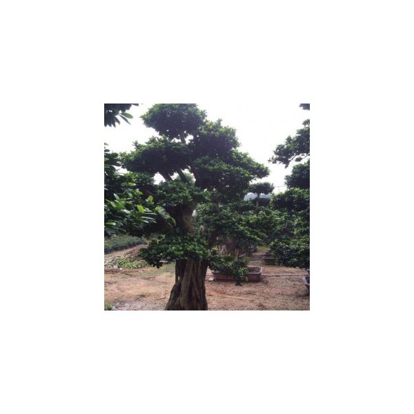 小叶榕