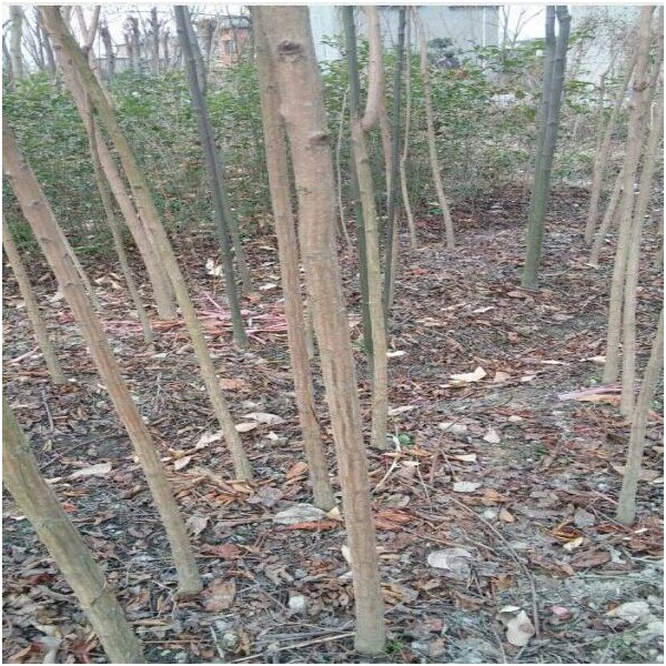 秋枫（重阳木）