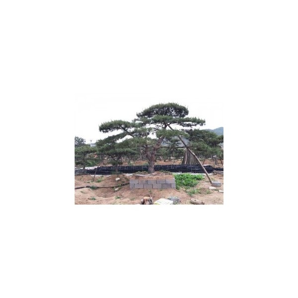 造型黑松