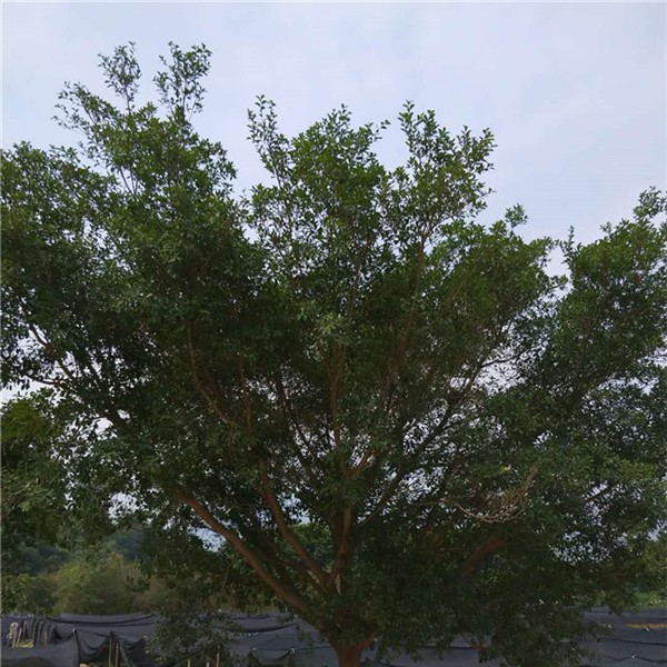 红皮榕