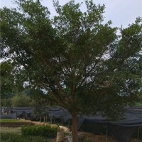 红皮榕