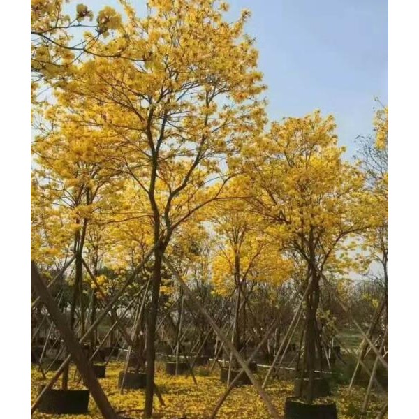 黄花风铃木