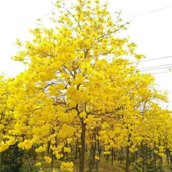 黄花风铃木