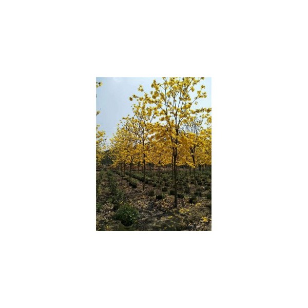黄花风铃木