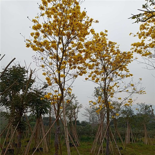 黄花风铃木