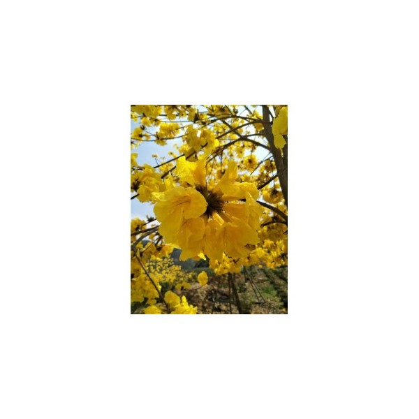 黄花风铃木