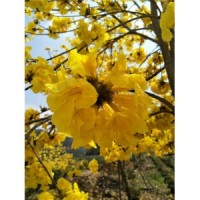 黄花风铃木