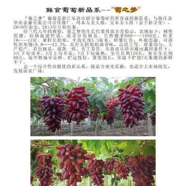 葡之梦