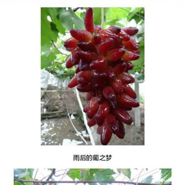 葡之梦