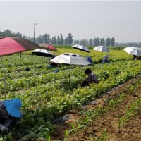 新品种嫁接苗木基地
