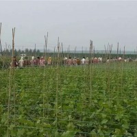 新品种苗木基地