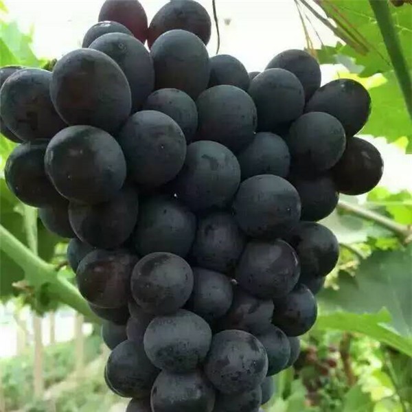 早霞玫瑰