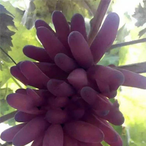 玲珑指