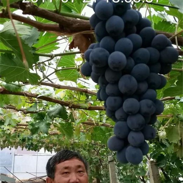 春光