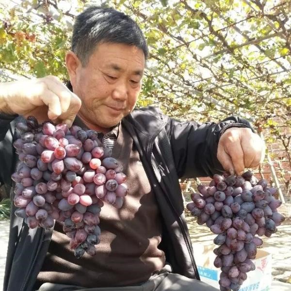 无核A17