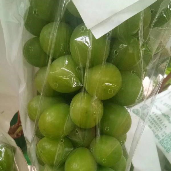 阳光玫瑰