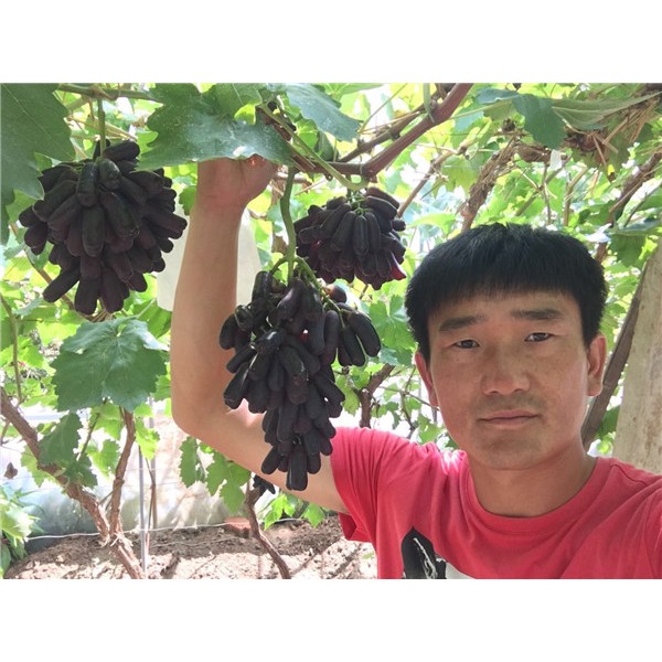 甜蜜蓝宝石