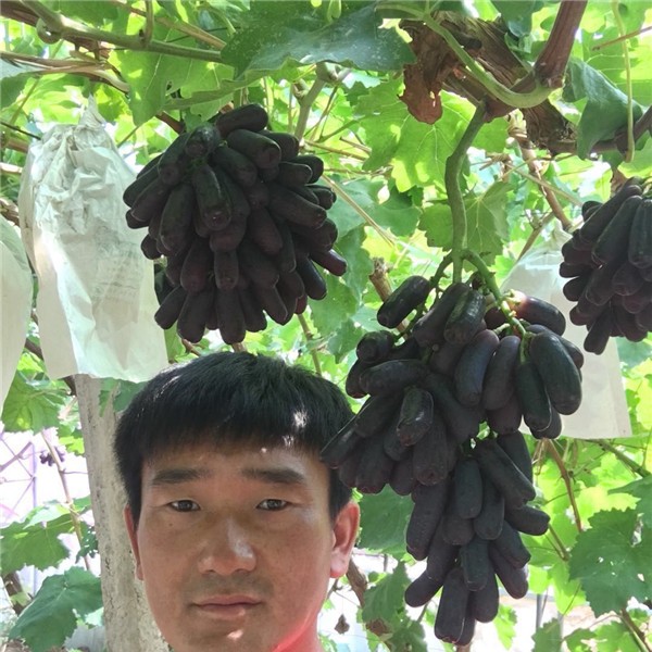 甜蜜蓝宝石
