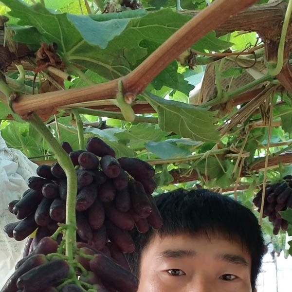 甜蜜蓝宝石苗木