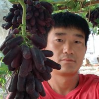 甜蜜蓝宝石苗木