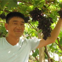 甜蜜蓝宝石苗
