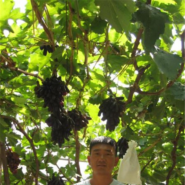 甜蜜蓝宝石