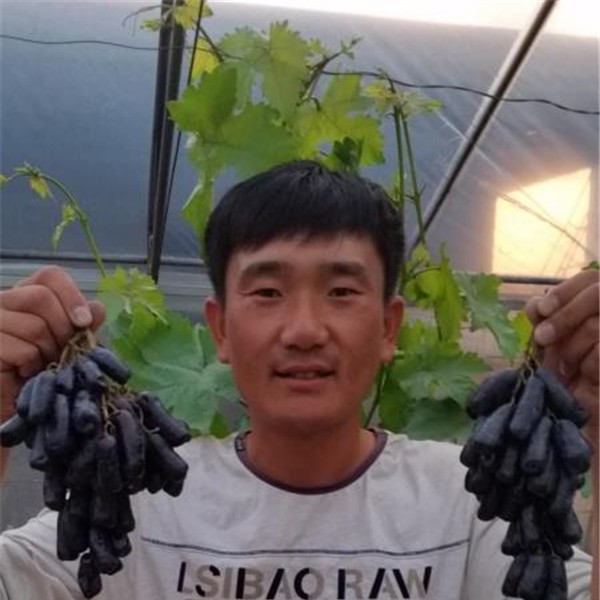 甜蜜蓝宝石
