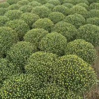 草花●国庆菊