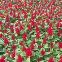 草花● 鸡冠花