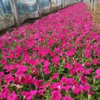 草花●矮牵牛