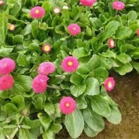 草花●雏菊