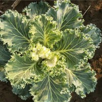 草花●羽衣甘蓝