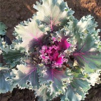草花●羽衣甘蓝