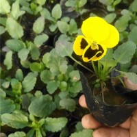 草花●三色堇