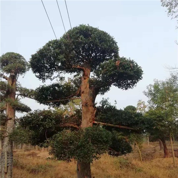 造型树  榆树造型树