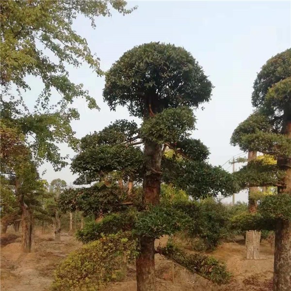 造型树  榆树造型树