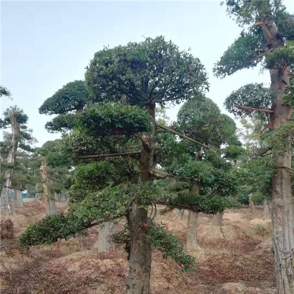 造型树  榆树造型树