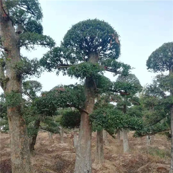 造型树  榆树造型树