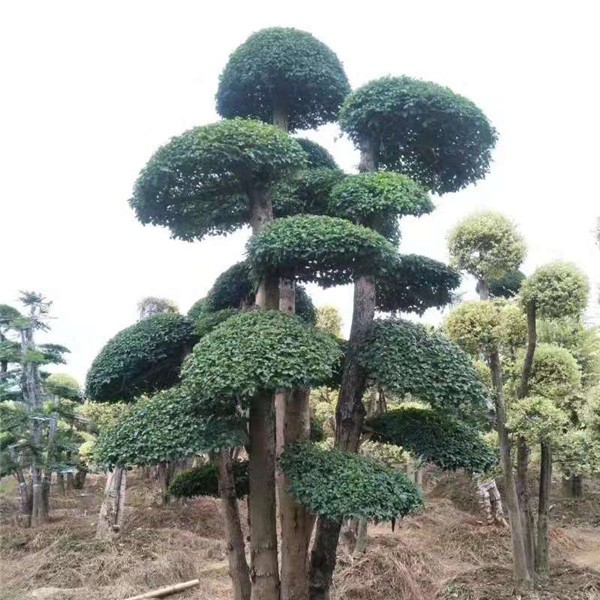 造型树  榆树造型树