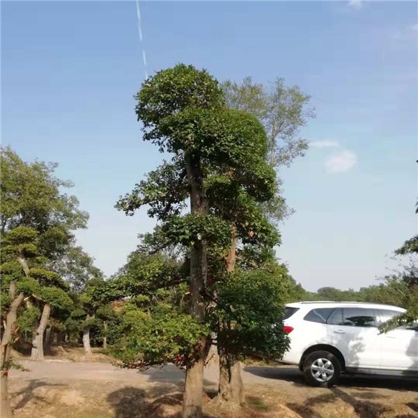 造型树  榆树造型树