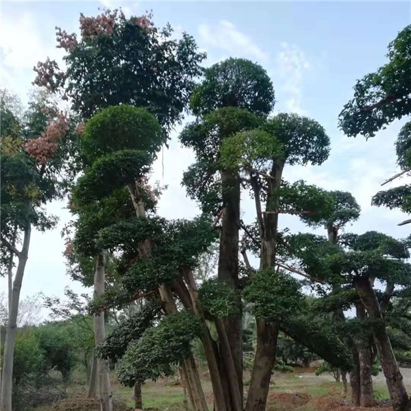 造型树  榆树造型树
