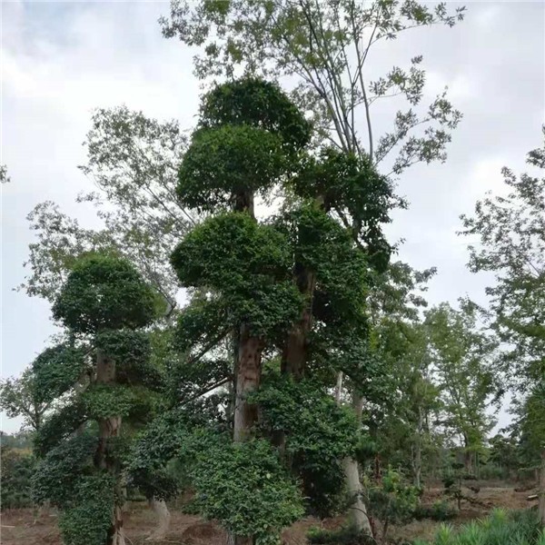 造型树  榆树造型树