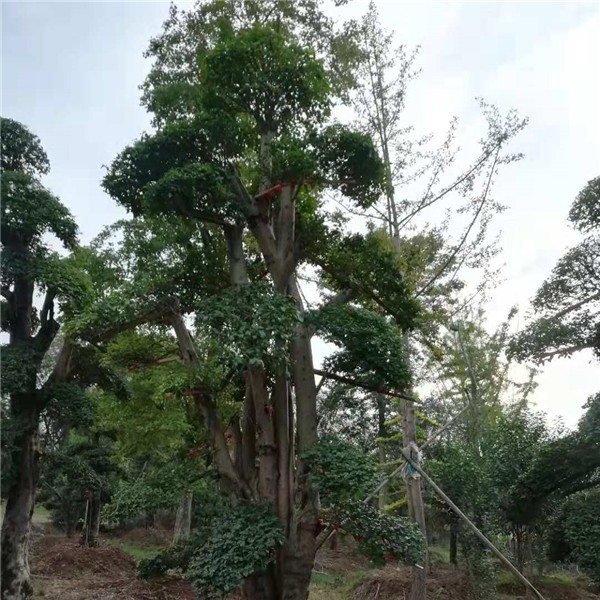 造型树  榆树造型树