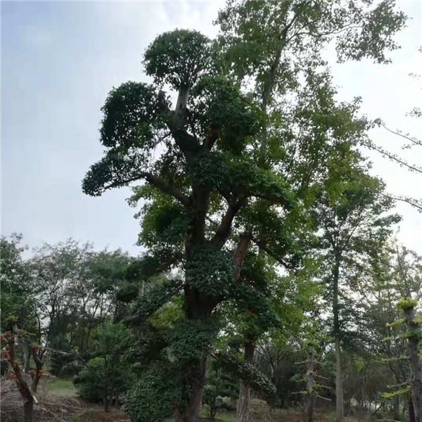 造型树  榆树造型树