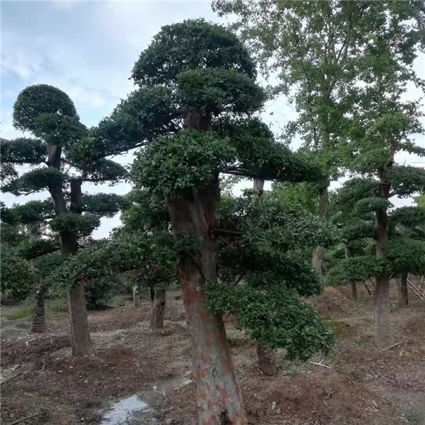 造型树  榆树造型树
