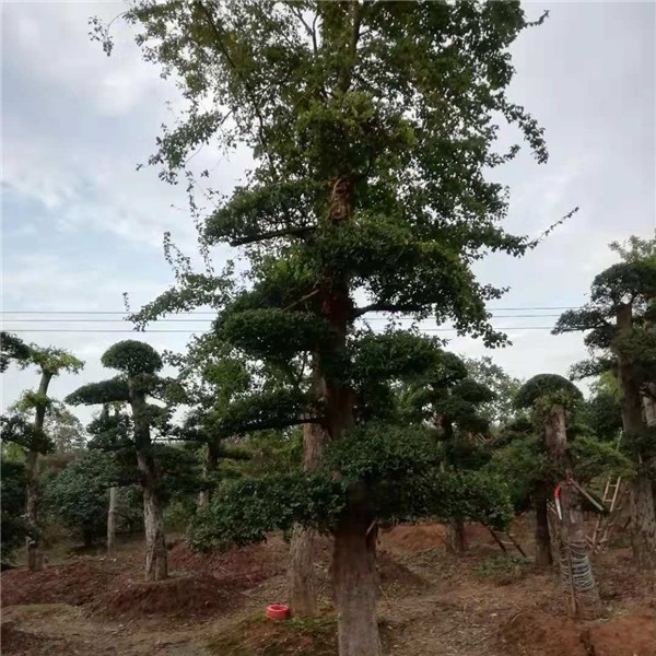 造型树  榆树造型树