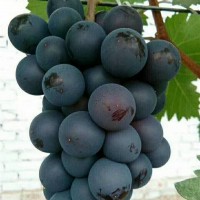 蜜光葡萄苗
